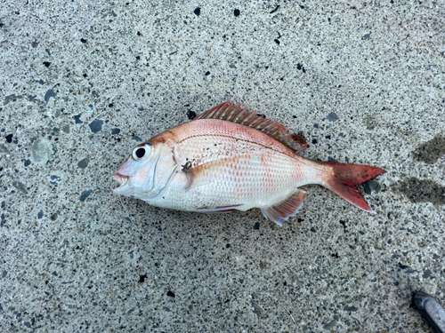 チャリコの釣果