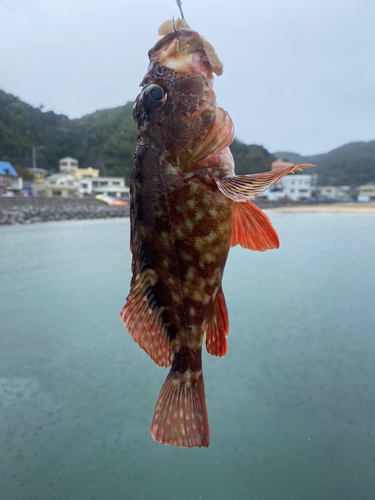 カサゴの釣果