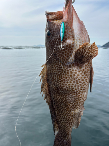 オオモンハタの釣果