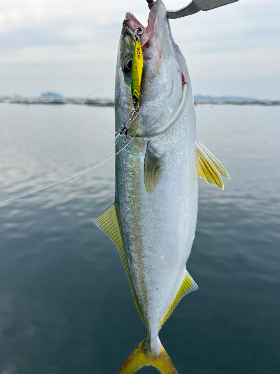 オオモンハタ