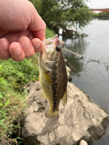 ラージマウスバスの釣果