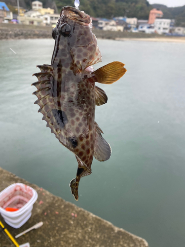 オオモンハタの釣果