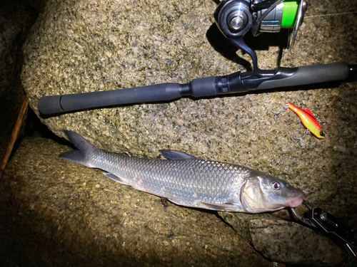 ニゴイの釣果