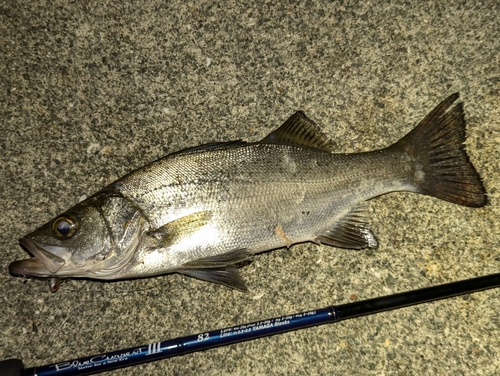 セイゴ（ヒラスズキ）の釣果