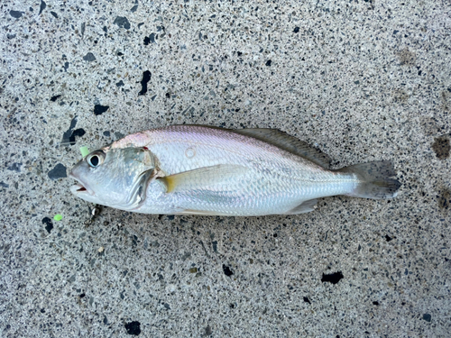 イシモチの釣果