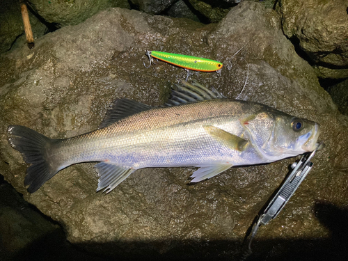 シーバスの釣果