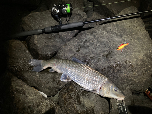 ニゴイの釣果