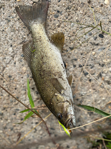 スモールマウスバスの釣果