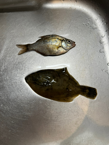 カレイの釣果