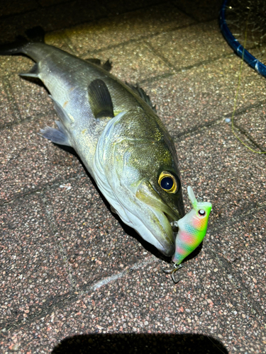 シーバスの釣果