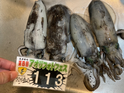 アオリイカの釣果