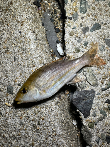 タテシマフエフキの釣果