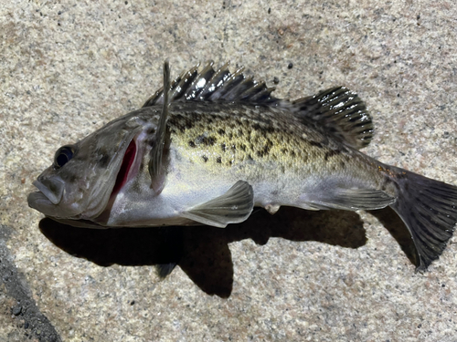 クロソイの釣果