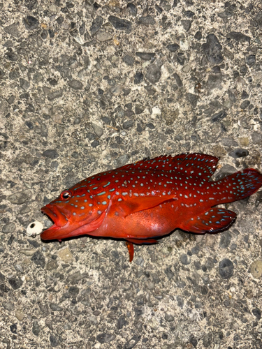 ユカタハタの釣果