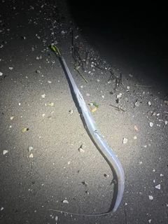 ヤガラの釣果