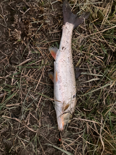 ウグイの釣果