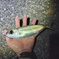 メアジの釣果