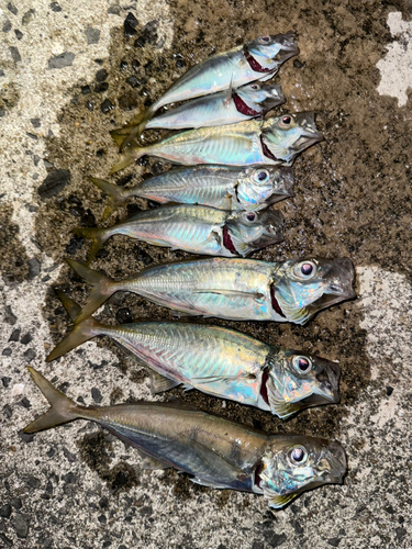 アジの釣果