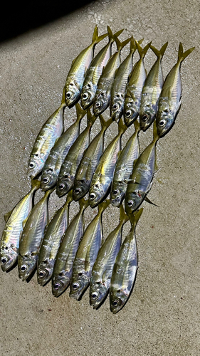 アジの釣果