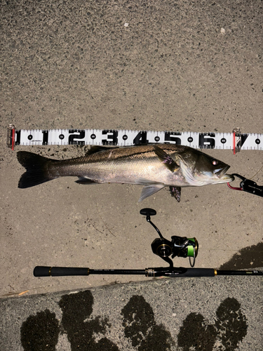 シーバスの釣果