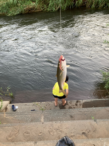 ウグイの釣果