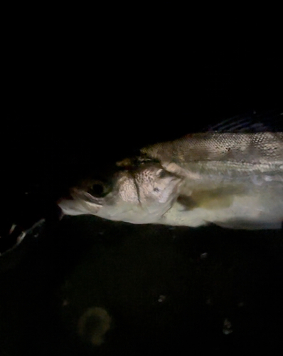 スズキの釣果