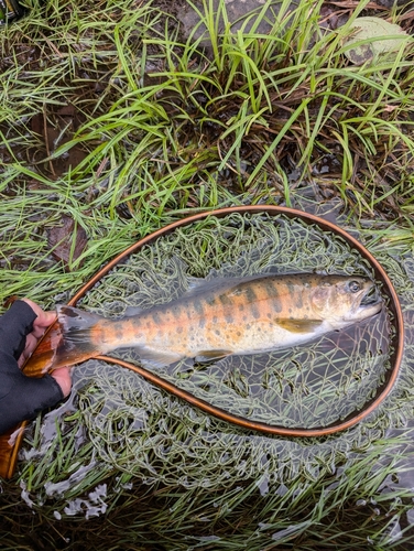 ヤマメの釣果