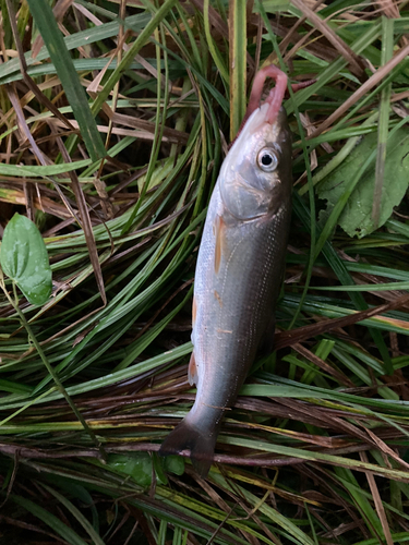 ウグイの釣果