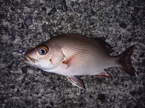 表浜名湖