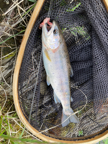 ヤマメの釣果