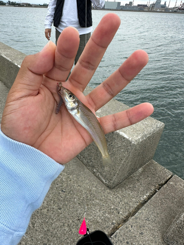 釣果