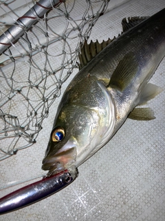 セイゴ（マルスズキ）の釣果