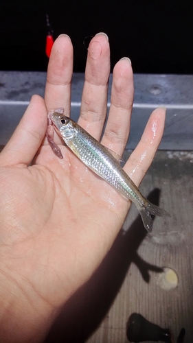 モツゴの釣果