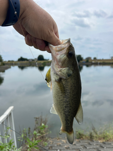 ラージマウスバスの釣果