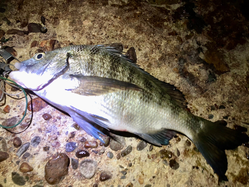 クロダイの釣果