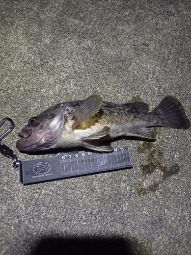 クロソイの釣果