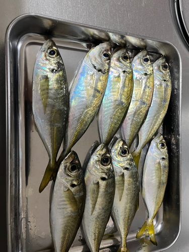 アジの釣果