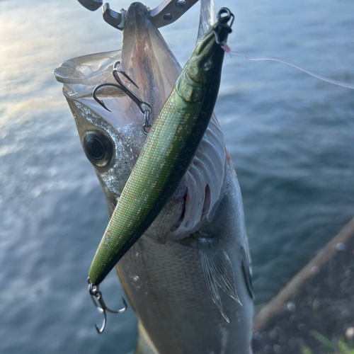 ヒラスズキの釣果