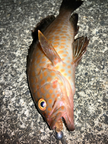 オオモンハタの釣果