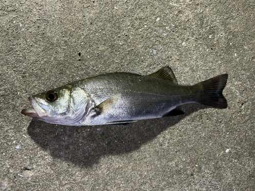 セイゴ（マルスズキ）の釣果