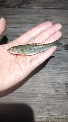 カマツカの釣果