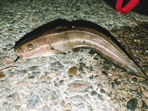 ゴンズイの釣果