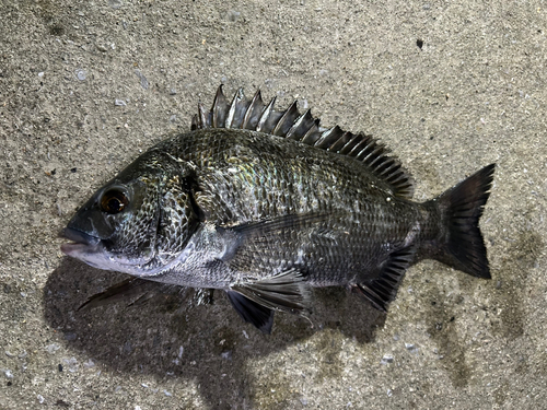 クロダイの釣果