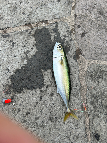 サバの釣果