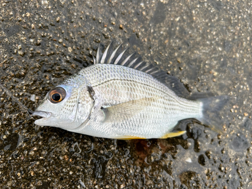 キビレの釣果