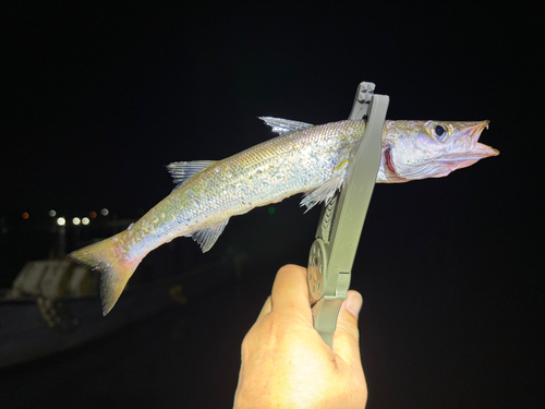 カマスの釣果