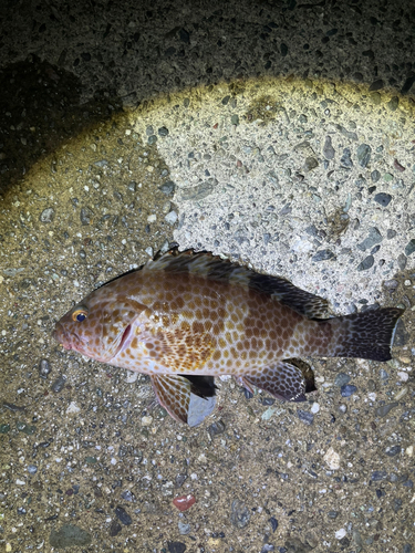 オオモンハタの釣果