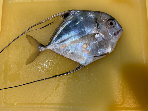 イトヒキアジの釣果