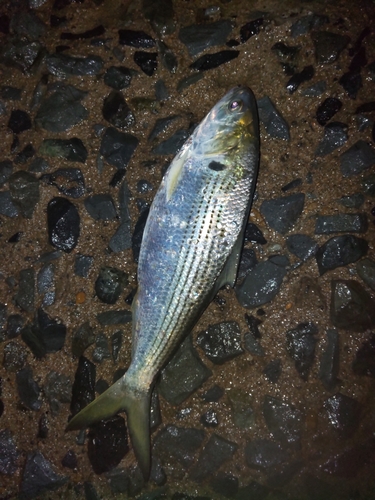 コノシロの釣果