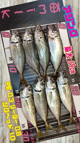 アジの釣果